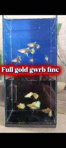 Full gold fancy fish trio for aquariums - vibrant colors - elegant fins - suitable for home aquariums - decorative pet accessory