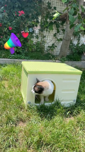 "Local Srock" Waterproof Pet House Cave Cat Kennel Cat House Cat bed Waterproof Plastic Cat House for Small Pets Durable Puppy House with A Cushion