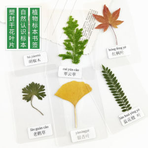 Plastic Sealed Leaf Specimen Plant Specimen Plastic Real Leaf Sticker Kindergarten Know Leaf Dried Flower with Label