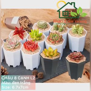 CN8CL2 - sét 5 chậu 8 cạnh nhựa PP chuyên trồng bonsai mini sen đá xương rồng để bàn size 6.7x7cm