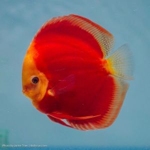 Discus Aquascape / Discus Red Melon kualitas terbaik