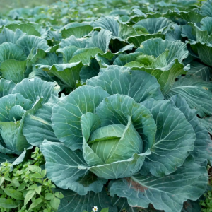 เมล็ดพันธุ์ กะหล่ำปลีมังกรฟ้า (ซองรีเทล)