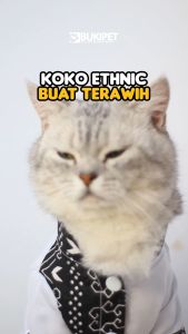 Baju Kucing Cowok Lucu Murah Gratis Ongkir 3pcs - Bukipet Kemeja Koko Ethnic