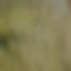 Rempah Segera Nasi Khomok Instant Paste Khoumok Thailand Siam Original