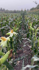 Hạt Giống Bắp Ngọt Nova 5649 Siêu Ngọt (Gói 500 Gam)