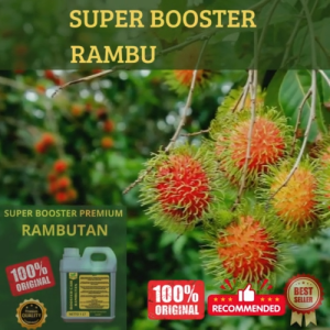 Pupuk Rambutan 1 LT Supaya Cepat Berbuah Pupuk Rambutan Supaya Subur Berbuah Pupuk Cepat Besar