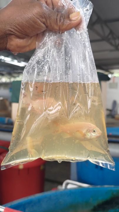 LIVE FISH - Red Baby Tilapia Fry / Benih Anak Ikan Tilapia Merah 小红罗非鱼