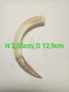 Mặt dây chuyền nanh Lợn Lào không chụp bạc.