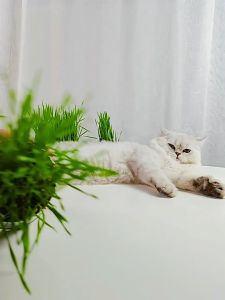 【READY-STOCK】[Cat grass] Catnip Easy To Grow & Remove Hair Balls Which Helps Digestion and Health【猫草】懒人水培无土幼猫草 有助于消化&健康 [Rumput Kucing] Mudah untuk Berkembang & Mengeluarkan Rambut Bola Yang Membantu Penghadaman