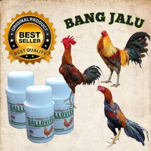 Suplemen ayam muda petarung vitamin aduan nutrisi harian bangkok