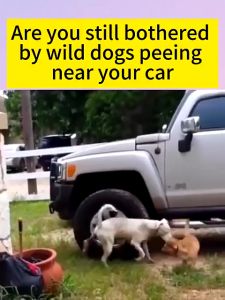 Dog and Cat repellant spray 500ml Dog repellent spray Prevent Cat From Going To Bed Pet repellent spray Dog Repellent Restricted Cat and dog repellant cat spray repellent cat poop repellant