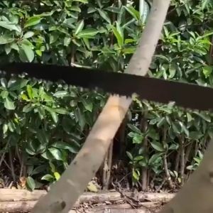 SK5 Folding hand saw 250MM Folding saw Portable pruning saw Outdoor garden logging saw can easily cut wood Sharp U-saw Multi-functional household manual saw blade