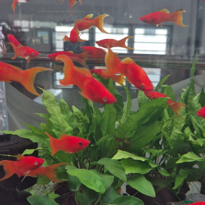 Premium marigold lyretail molly yellow orange molly aquarium fish lyretail molly aquascape fish peaceful community fish | TAG Ecohill