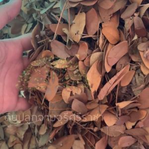 (ส่งฟรี)ใบก้ามปูแห้ง 1 กระสอบ(3-5kg.) ใบจามจุรี ใบก้ามปูล้วน ใช้เวลาจัดส่ง 5-7 วัน