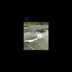 MAXPUMP 200QY250-8-5.5 Pompa Celup Tambak Udang 7.5HP 8inch Pompa Air Kuras Air Banjir STAINLESS