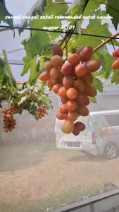 Bibit Anggur Import Jumbo Tanpa Biji MS01 - Makanan Segar & Beku