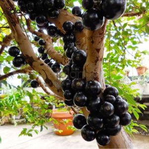 Bibit Anggur Pohon Anggur Brazil Sabara