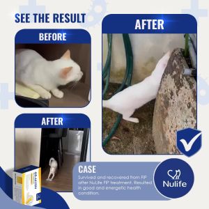 Predator Raw Life Nulife FIP Oral Tablet Cat Treatment for FIP GS441524 Concentration 80mg (6kg)