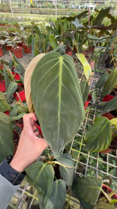 Philodendron Gigas – Velvet Climbing Majesty Rare Aroid Elegant Trailing