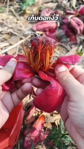 ดอกงิ้วแห้ง ดอกงิ้ว งิ้ว น้ำเงี้ยว งิ้วตากแห้ง ดอกงิ้วตากแห้ง ดอกงิ้วใส่น้ำเงี้ยว
