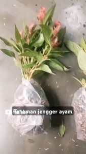 Paket Trio Bunga Jengger Ayam Celosia cristata Warna-Warni
