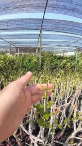 ผักหวานป่าสีทองกิ่งตอน