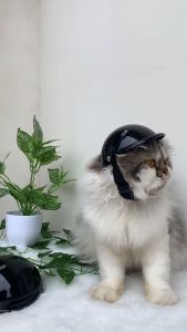 Helm Anjing Kucing - Pet Helmet - Helm Hewan Peliharaan - Helm Sepeda / Motor Untuk Anjing Kucing - Helm Kucing Bahan Berkualitas Dan Aman - Topi Berkendara Anjing Kucing - Topi Helm Kucing / Anjing Kecil