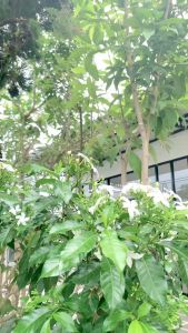 EmmaQueen - Baju Koko Pria Dewasa Tara Lengan Pendek Premium Toyobo S/XXL Kancing Depan