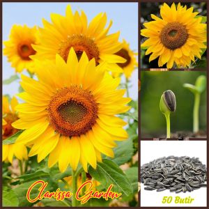 BIJI/BENIH TANAMAN BUNGA MATAHARI LOKAL