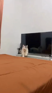 Ori cat pouch 80gr saset oricat makanan basah