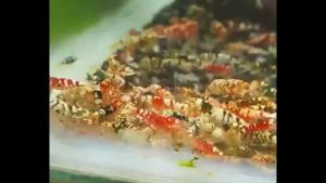 BABY SHRIMP FOOD / HIGH PROTEIN 43% （SELF MADE）（43%高蛋白质自制虾料）