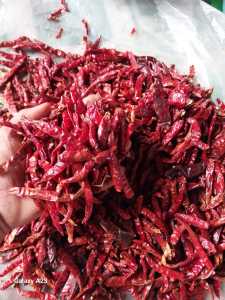 1kg Cabe Rawit Kering Teja Super Pedas// B