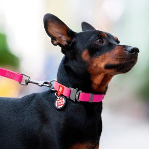 WAUDOG Waterproof Dog Collar with Free Dog Smart ID Tag Glow in the Dark Wide 15mm 20mm 25mm Small Medium Large Dogs
