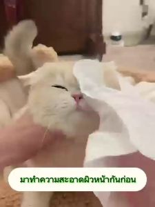 99PET ถุงมืออาบ สุนัข ถุงมือเช็ดตัว แผ่นทำการสะอาด สัตว์เลี้ยง ถุงมือสัตว์เลี้ยง ของแมว ขั้นตอนการดูแลสุขภาพแมว