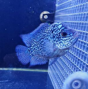 Pearl flowerhorn (buy 3 free 1)