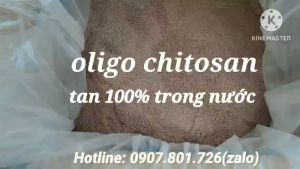Vắc Xin cây trồng - Oligo Chitosan - Tẩy rửa nấm bệnh ở bộ rễ ngừa tuyến trùng tăng đề kháng cây
