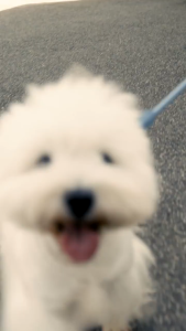 FuzzYard Life Atelier Dog Collar & Rope Lead - Premium Vegan Leather | 5 Colors & Multiple Sizes