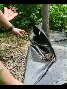 "ซื้อ 50/100 เมตร รับฟรีตะปู " พลาสติคคลุมดิน ผ้าคุมวัชพืช （คลาส AAA）ขนาด 5/10/50/100 ม วัสดุ PE คุณภาพสูง ผ้ากันวัชพืช อายุการใช้งาน 3-5 ปี