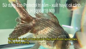 Chai 1L Eco Protectol Trị Nấm Trắng - Xuất Huyết - Thối Vây Cá Cảnh