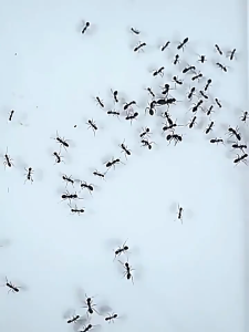 Japanese ant bait gel for indoor use/harmless to humans and pets specifically for yellow and black ants and cockroaches.