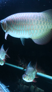 BERRITZ ClearMax Water - Cairan Anti Kerak Air Aquarium + Vitamin C Air Jernih & Ikan Sehat