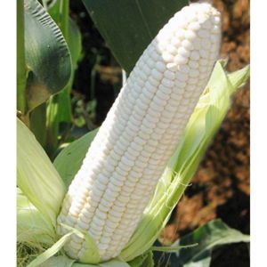 MURAHHH 1 KG BENIH JAGUNG PUTIH KETAN UNGGUL