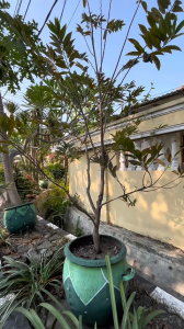 INFARM - Pupuk NPK Mutiara 161616 1KG Ori Pupuk Tanaman Nutrisi tanaman