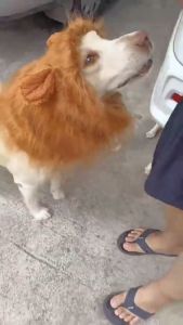 วิกผมหมา 1 ชิ้น สำหรับสุนัขพันธุ์ใหญ่ สีน้ำตาล ชุดวิกผมชูมู สำหรับเทศกาลฮาโลวีน