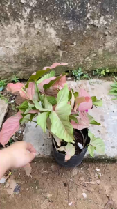 Cây Trầu Bà Hồng - Tổng thể tầm 20-30 cm - Xum xuê!