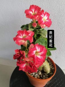 Mini Adenium Obesum Bonsai ID Gui Fei Xiu Hua 贵妃羞花 迷你富贵花