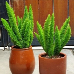 Pohon tanaman asparagus ekor tupai