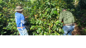 My Gardening Shop Fruitilizer Fermented Fruit Juice for Plants (250 ml)