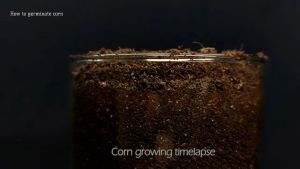 Sweet Yellow Corn Seeds Expiration Date December 2025