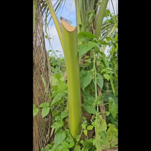 Multipurpose Long Handle Sickle Garden Tools Blade Karet Scythe Bolo